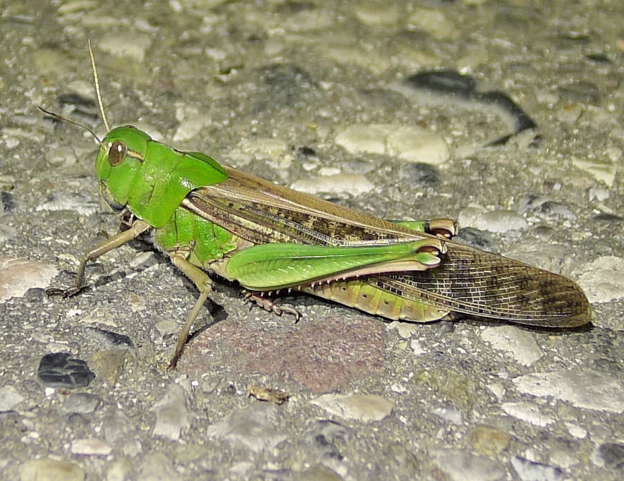 Cavalletta verde e marrone