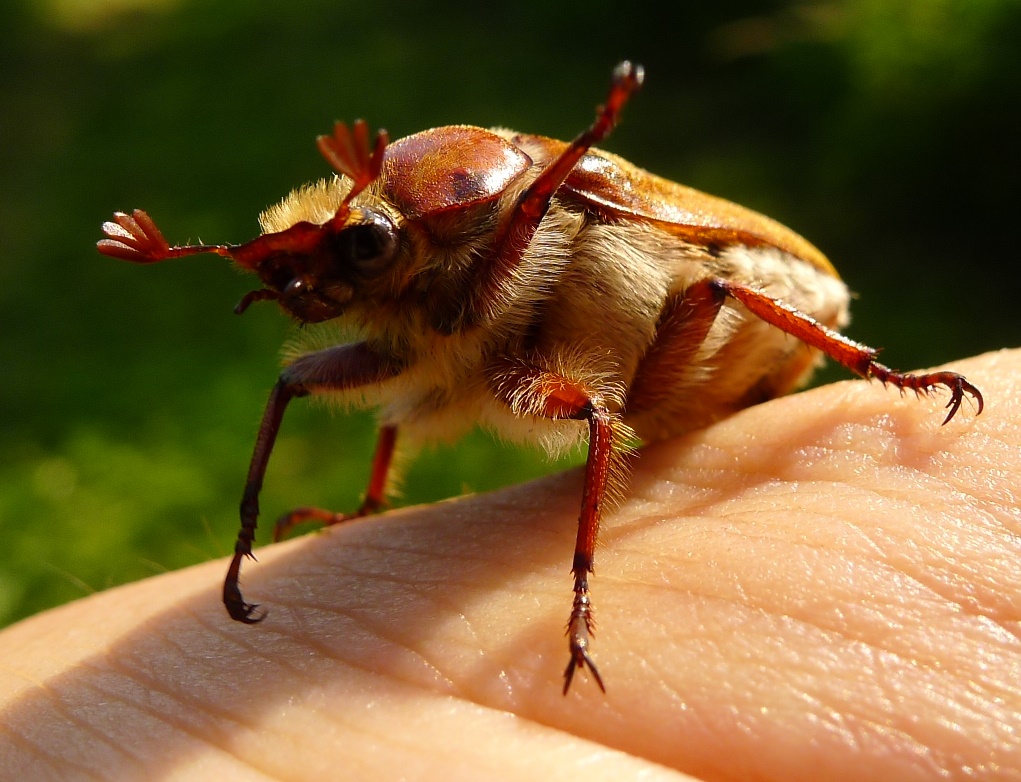 Melolontha? No, Anoxia villosa, maschio