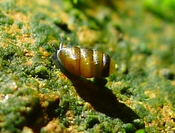 Truncatellina claustralis (Gredler, 1856)