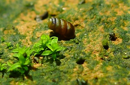 Truncatellina claustralis (Gredler, 1856)