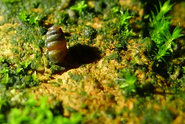 Truncatellina claustralis (Gredler, 1856)