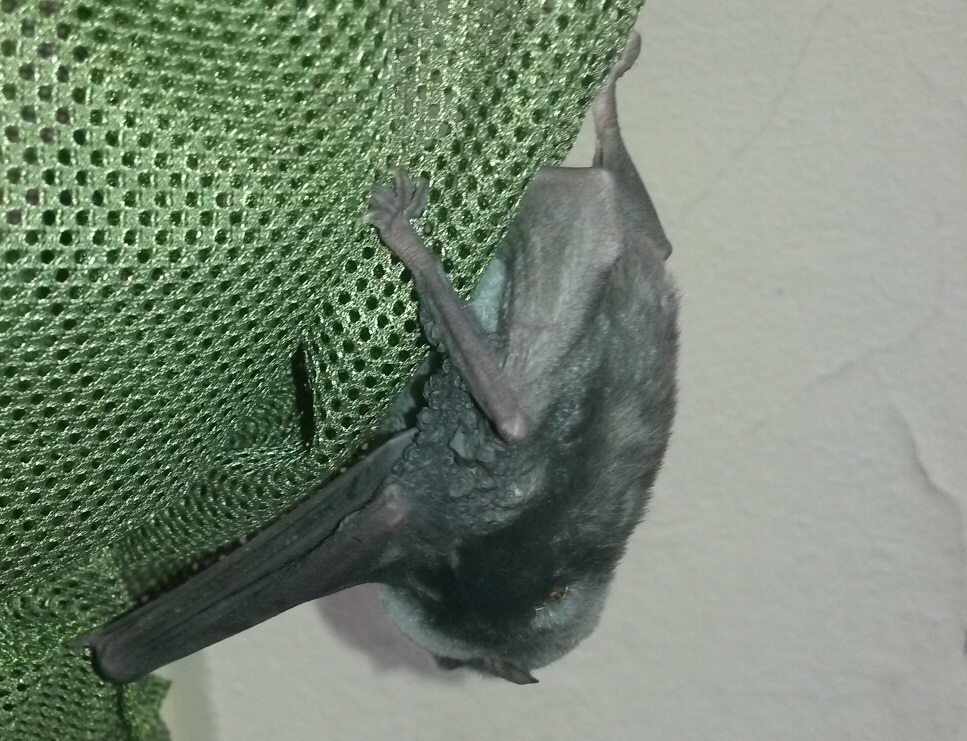Pipistrello timido...