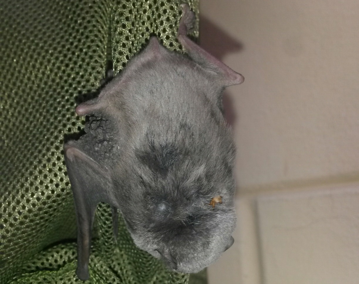 Pipistrello timido...