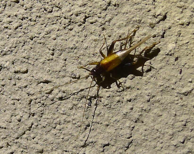 Gryllidae: Stenonemobius gracilis e  Pteronemobius heydenii