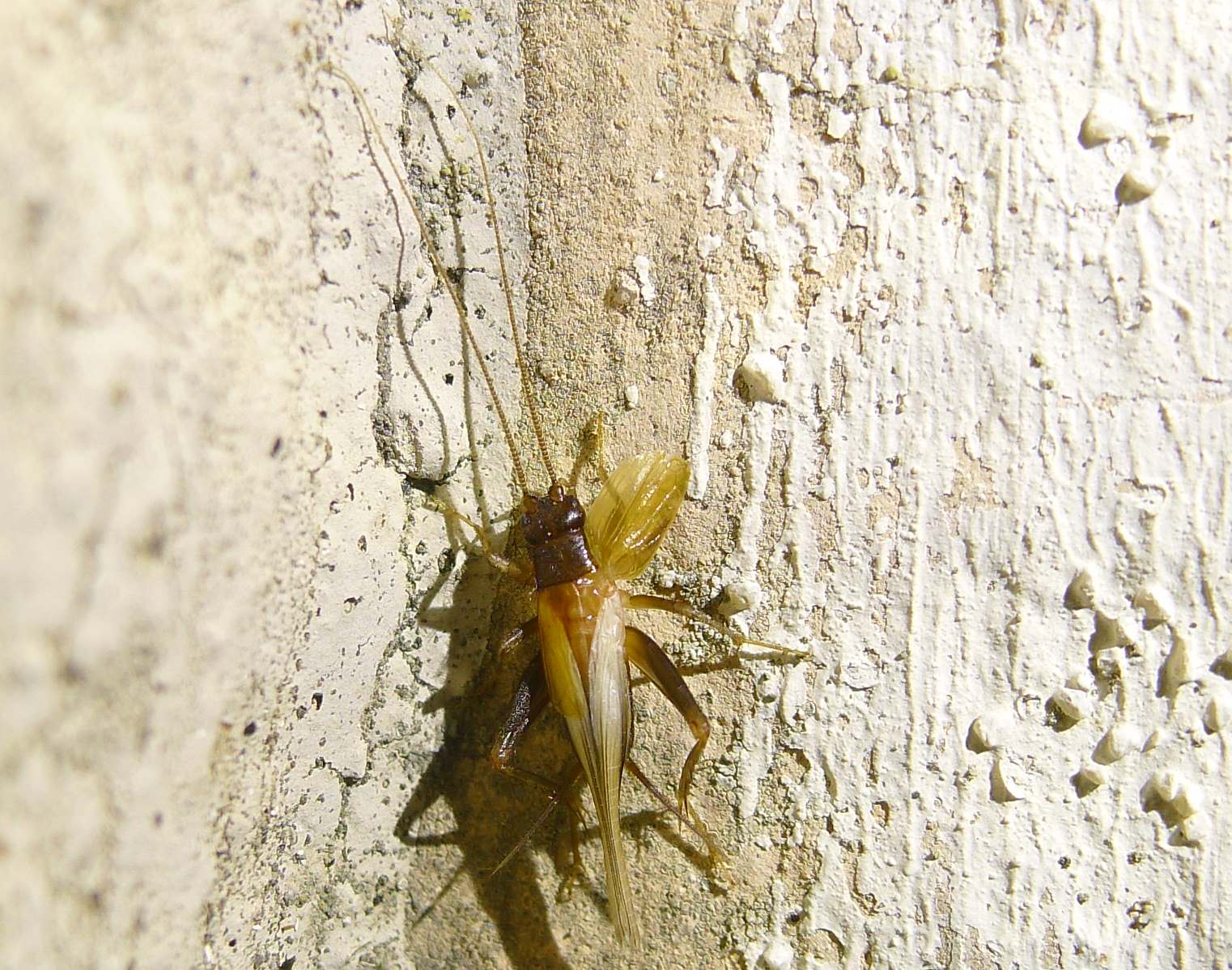 Gryllidae: Stenonemobius gracilis e  Pteronemobius heydenii