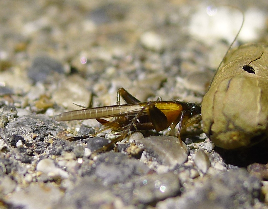 Gryllidae: Stenonemobius gracilis e  Pteronemobius heydenii