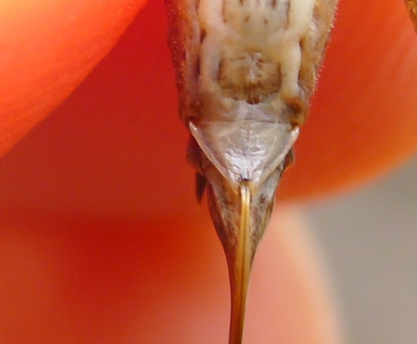 Yersinella raymondi, femmina (Tettigoniidae)