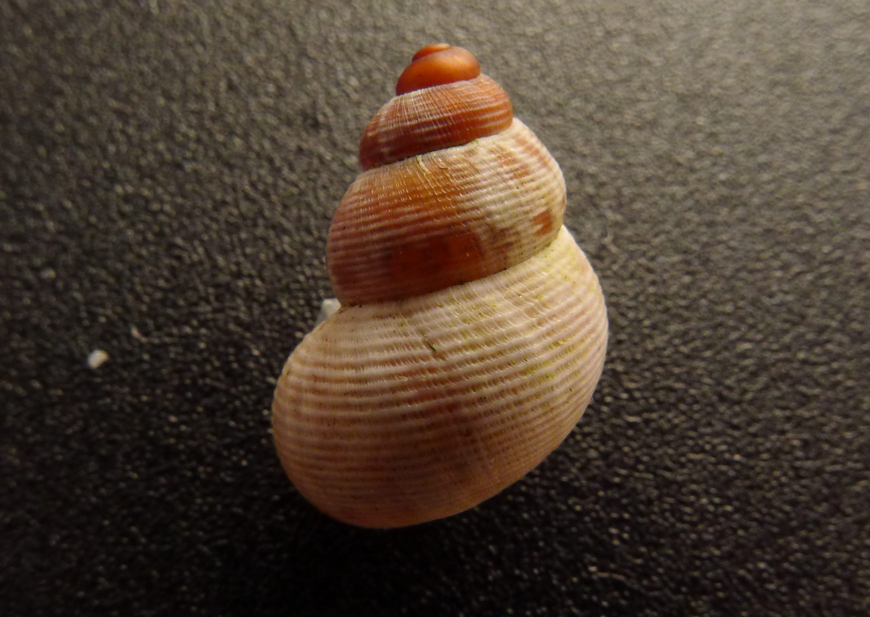 Pomatiasidae (o Pomatiidae...)