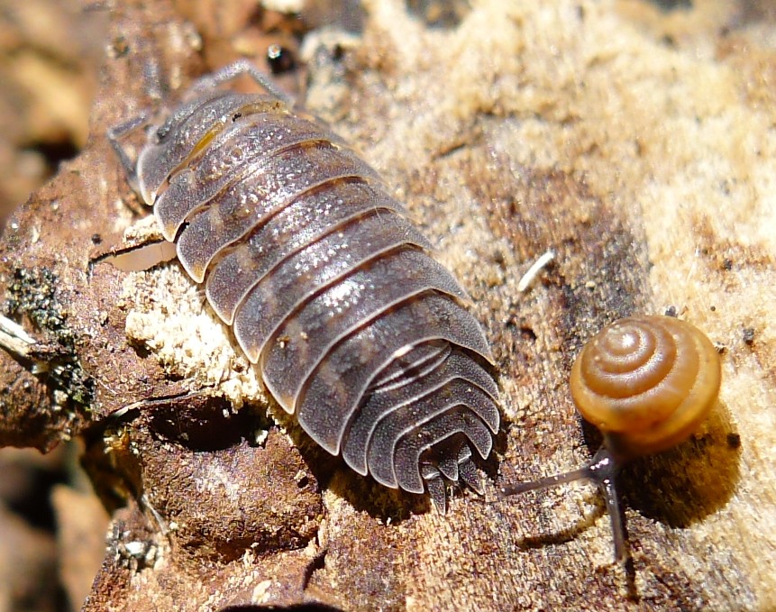 Isopode: Porcellio sp.