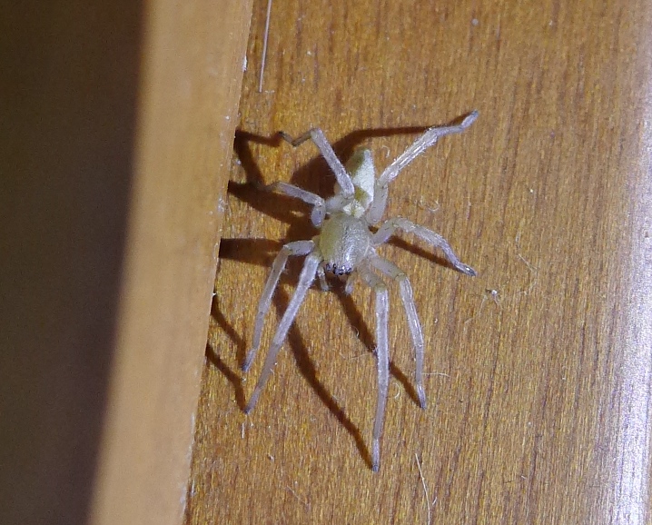 Cheiracanthium mildei - Cremona (CR)