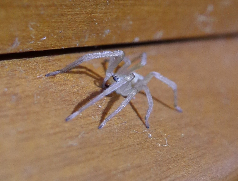 Cheiracanthium mildei - Cremona (CR)