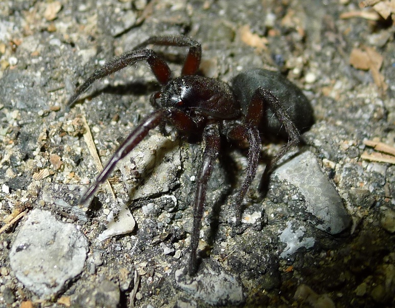 Gnaphosidae:  Gnaphosa sp.  - Cremona