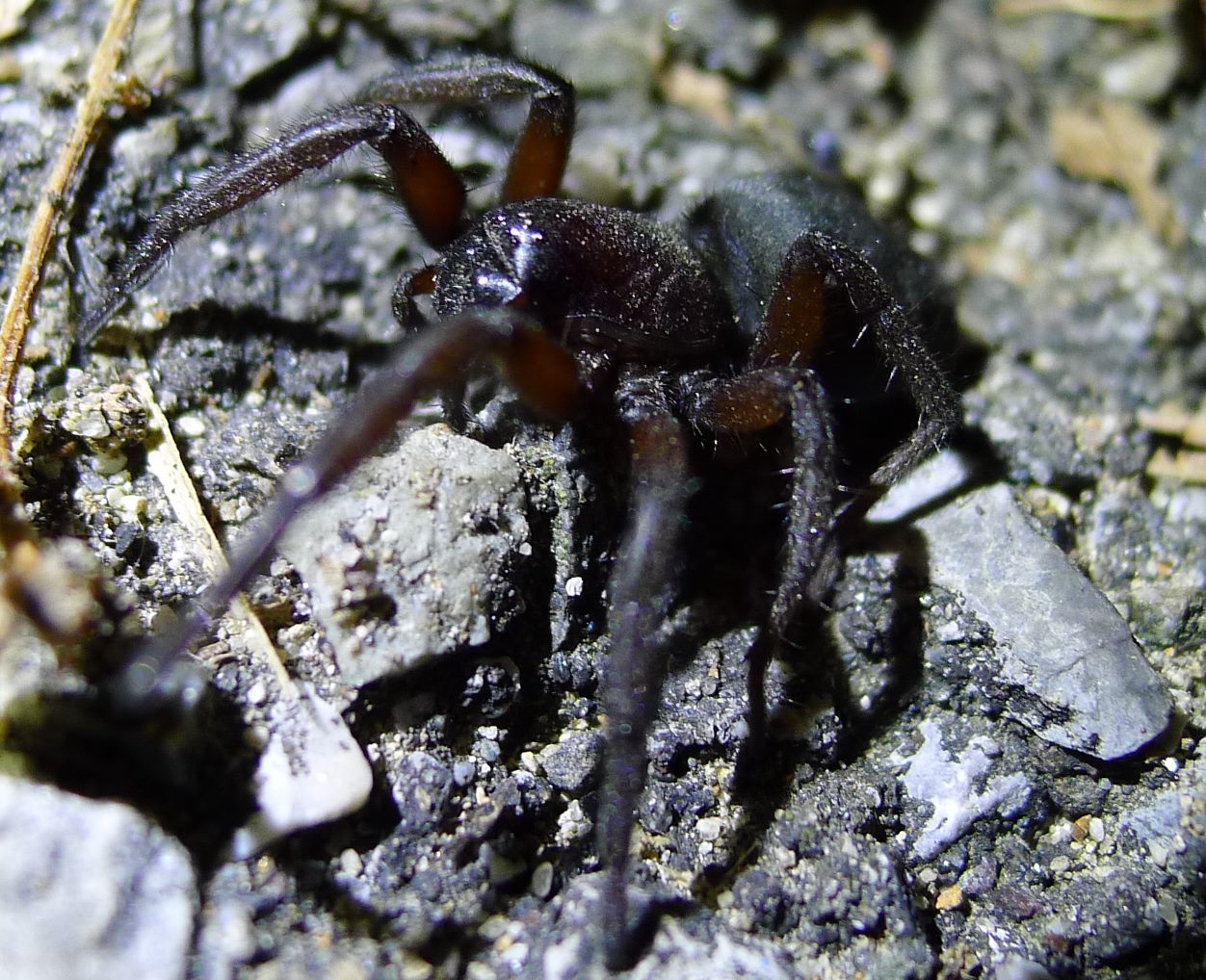 Gnaphosidae:  Gnaphosa sp.  - Cremona