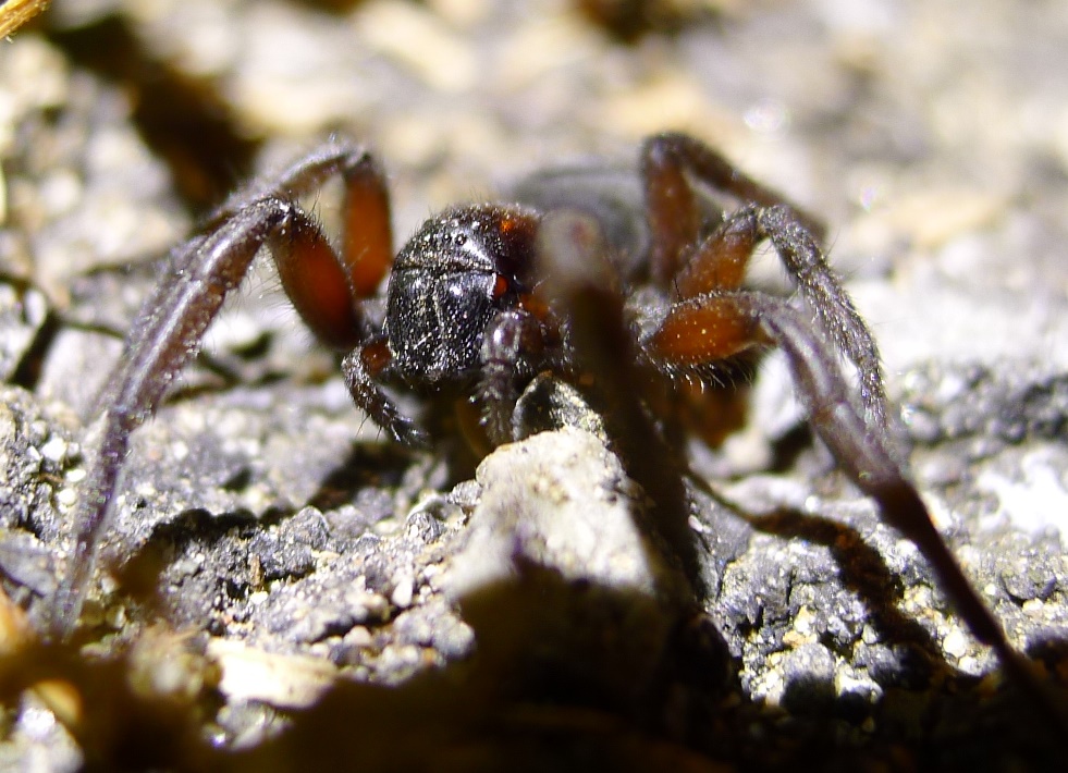 Gnaphosidae:  Gnaphosa sp.  - Cremona