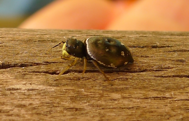 Ragno di cortile:  Heliophanus sp. (Salticidae)  - Cremona