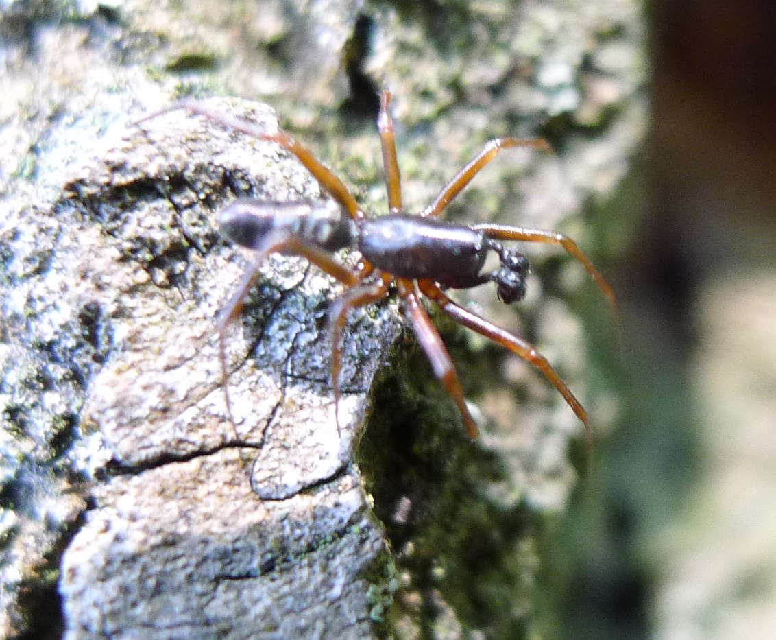 Linyphiidae: Neriene clathrata - Romanengo (CR)