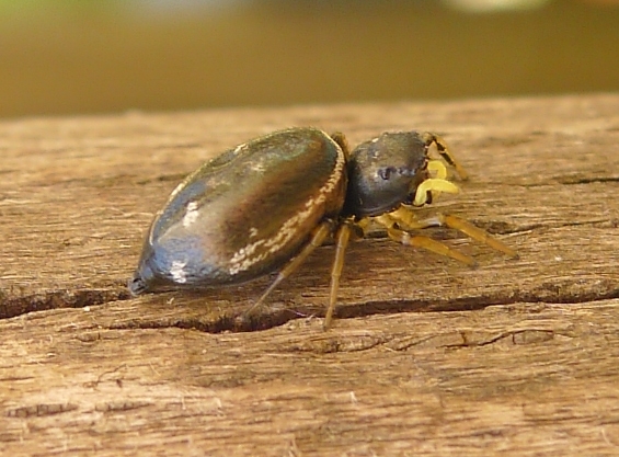 Ragno di cortile:  Heliophanus sp. (Salticidae)  - Cremona