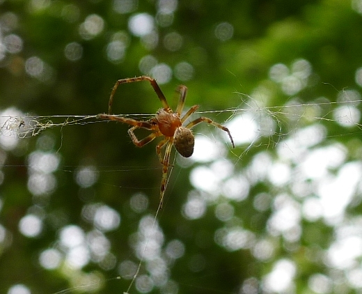 Larinioides patagiatus, maschio  -  Soncino (CR)