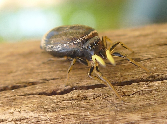 Ragno di cortile:  Heliophanus sp. (Salticidae)  - Cremona