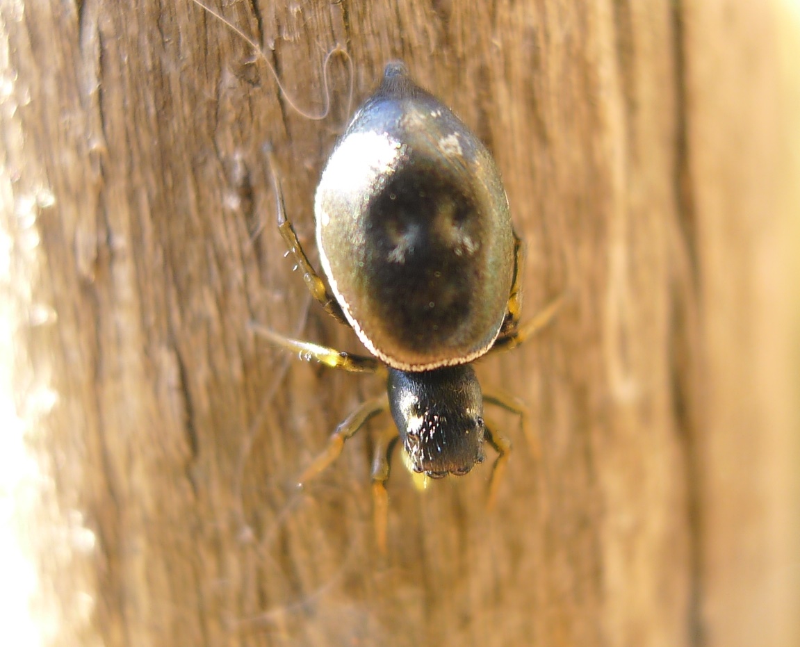 Ragno di cortile:  Heliophanus sp. (Salticidae)  - Cremona