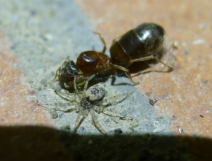 Ragnetto regicida...Oecobius sp. - Cremona