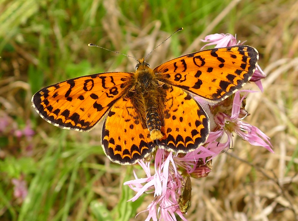 Da identificare - Melitaea didyma, Nymphalidae