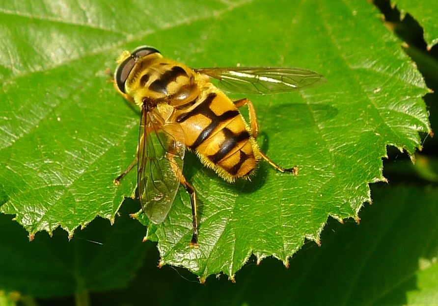 Syrphidae?   S, Myathropa florea