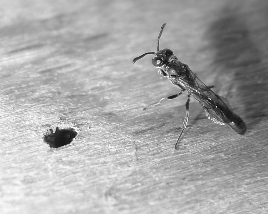 Vespine nere:  Trypoxylon sp. (Crabronidae)