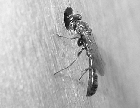 Vespine nere:  Trypoxylon sp. (Crabronidae)