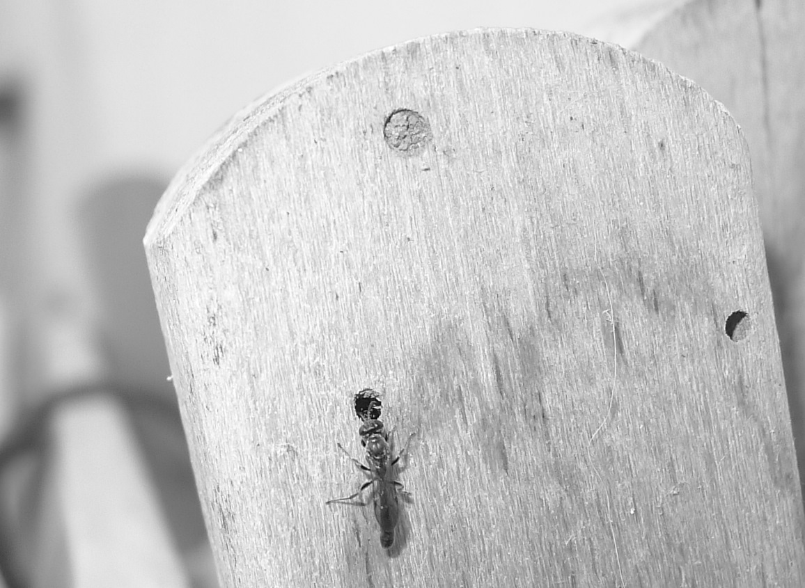 Vespine nere:  Trypoxylon sp. (Crabronidae)