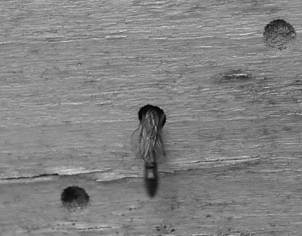 Vespine nere:  Trypoxylon sp. (Crabronidae)