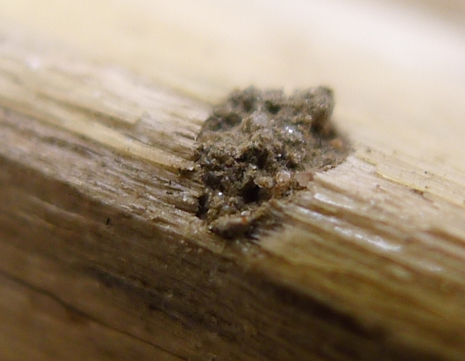 Vespine nere:  Trypoxylon sp. (Crabronidae)