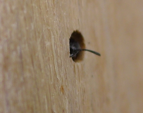 Vespine nere:  Trypoxylon sp. (Crabronidae)
