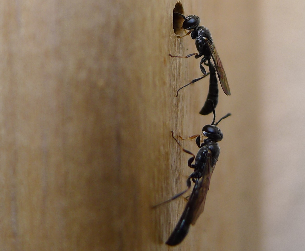 Vespine nere:  Trypoxylon sp. (Crabronidae)