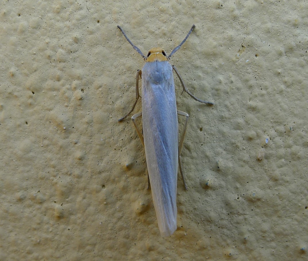 Piccola farfallina - Eilema caniola - Erebidae