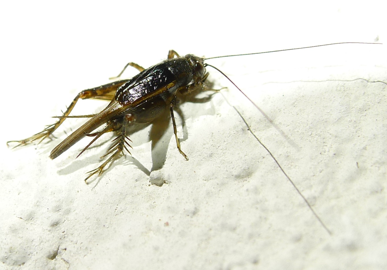 Gryllidae: Stenonemobius gracilis e  Pteronemobius heydenii