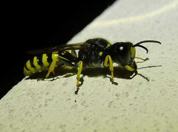 In notturna: Crabronidae, Ectemnius sp.