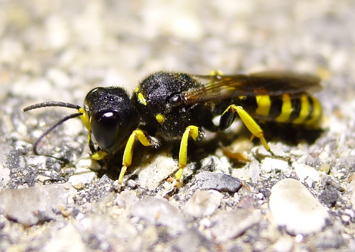 In notturna: Crabronidae, Ectemnius sp.