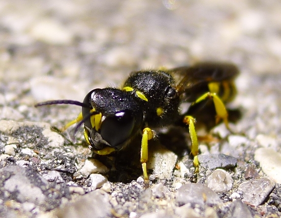 In notturna: Crabronidae, Ectemnius sp.