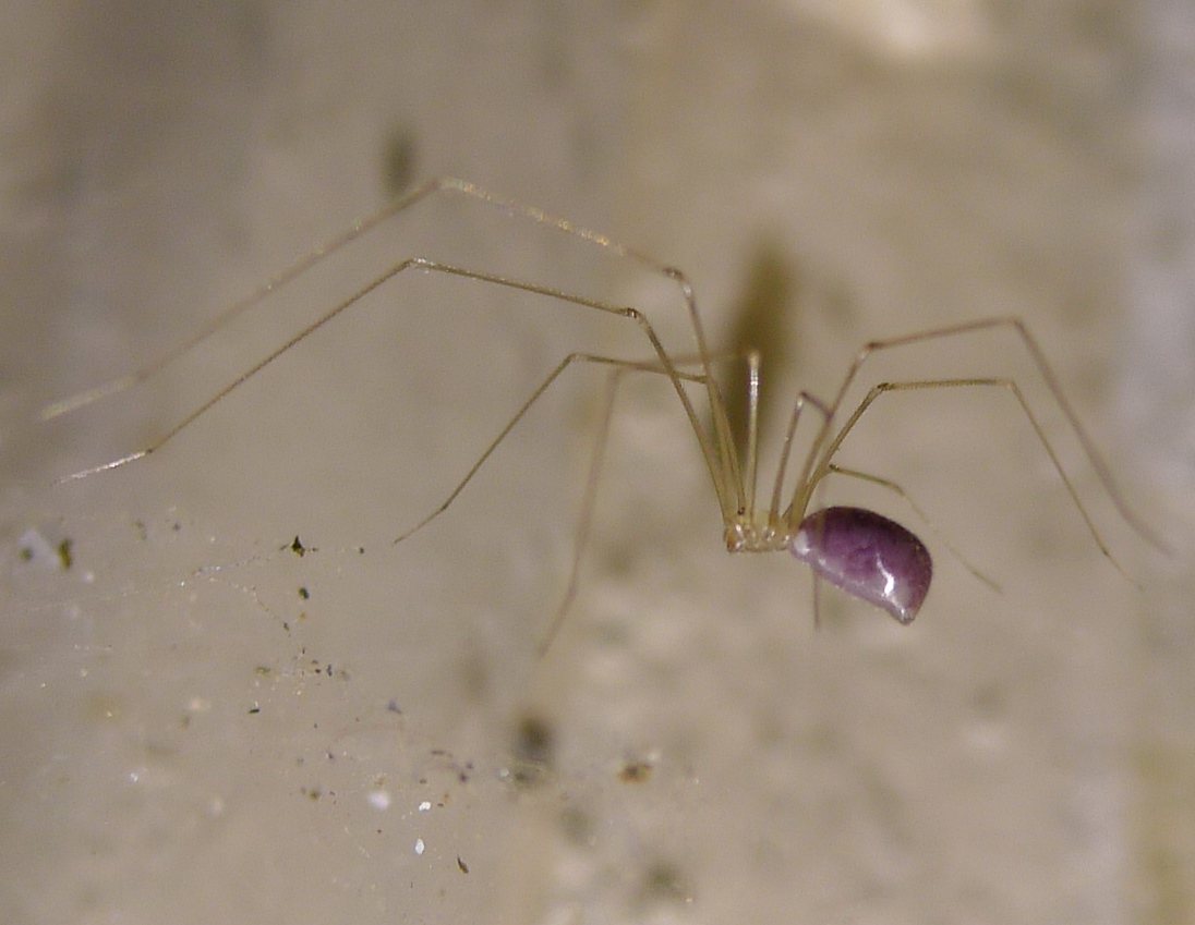 Pholcus phalangioides... viola.