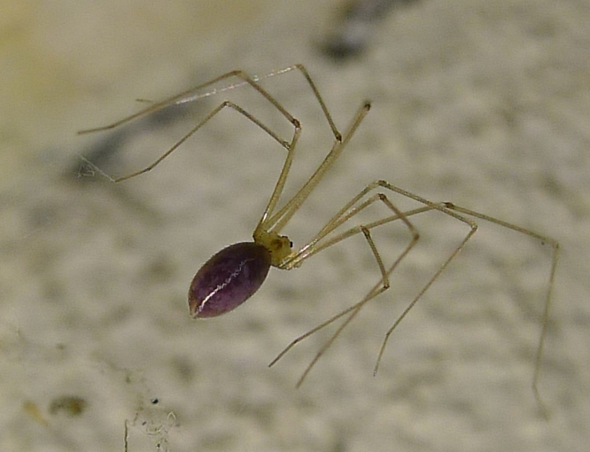 Pholcus phalangioides... viola.