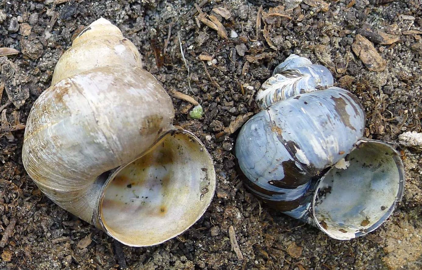 Foto alla memoria: Viviparus contectus