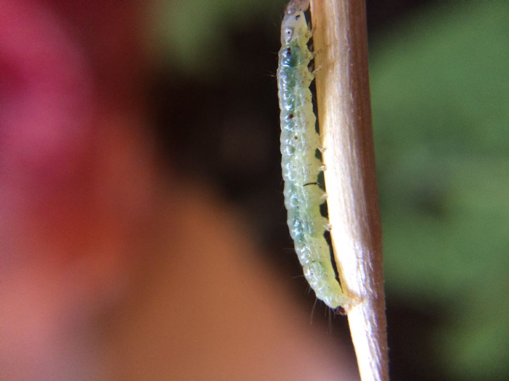 Di che bruco si tratta? Larva di Microlepidottero