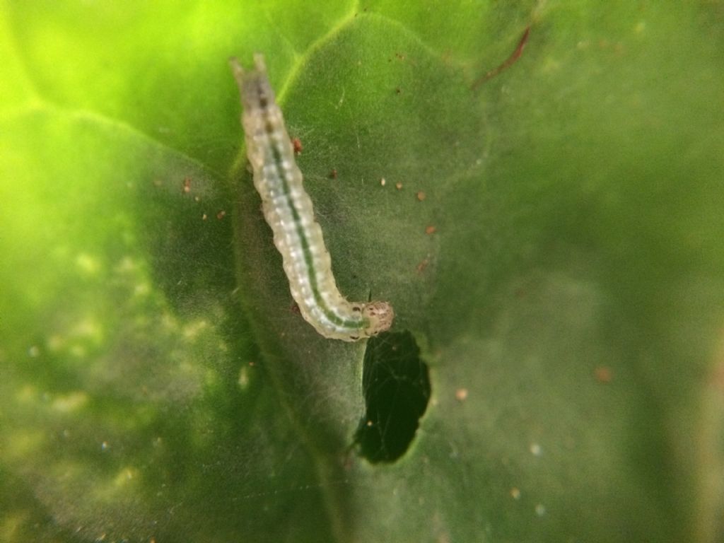 Di che bruco si tratta? Larva di Microlepidottero