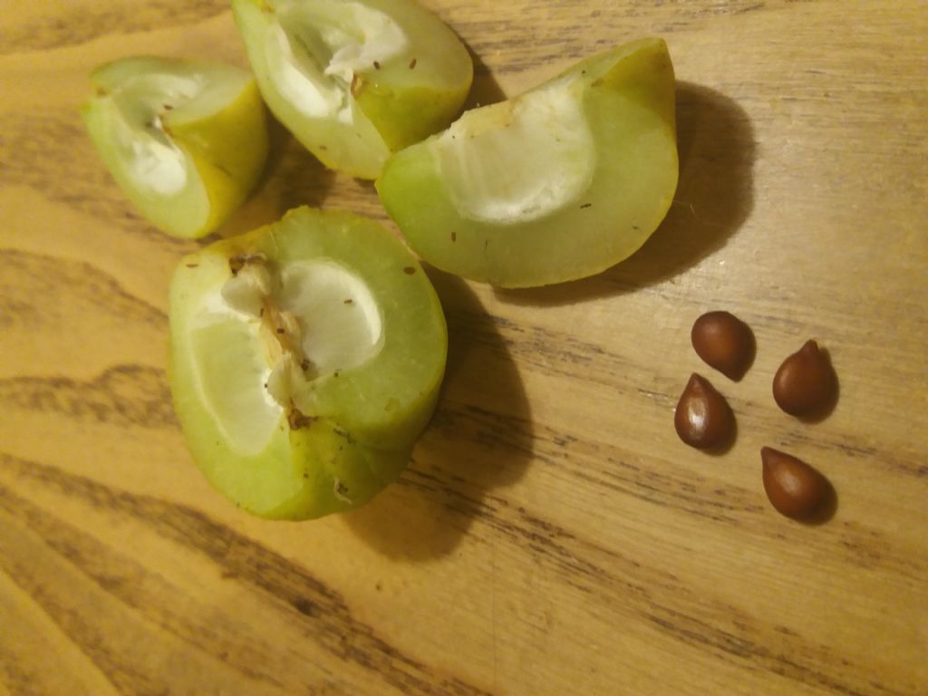 Strana frutto verde inghilterra