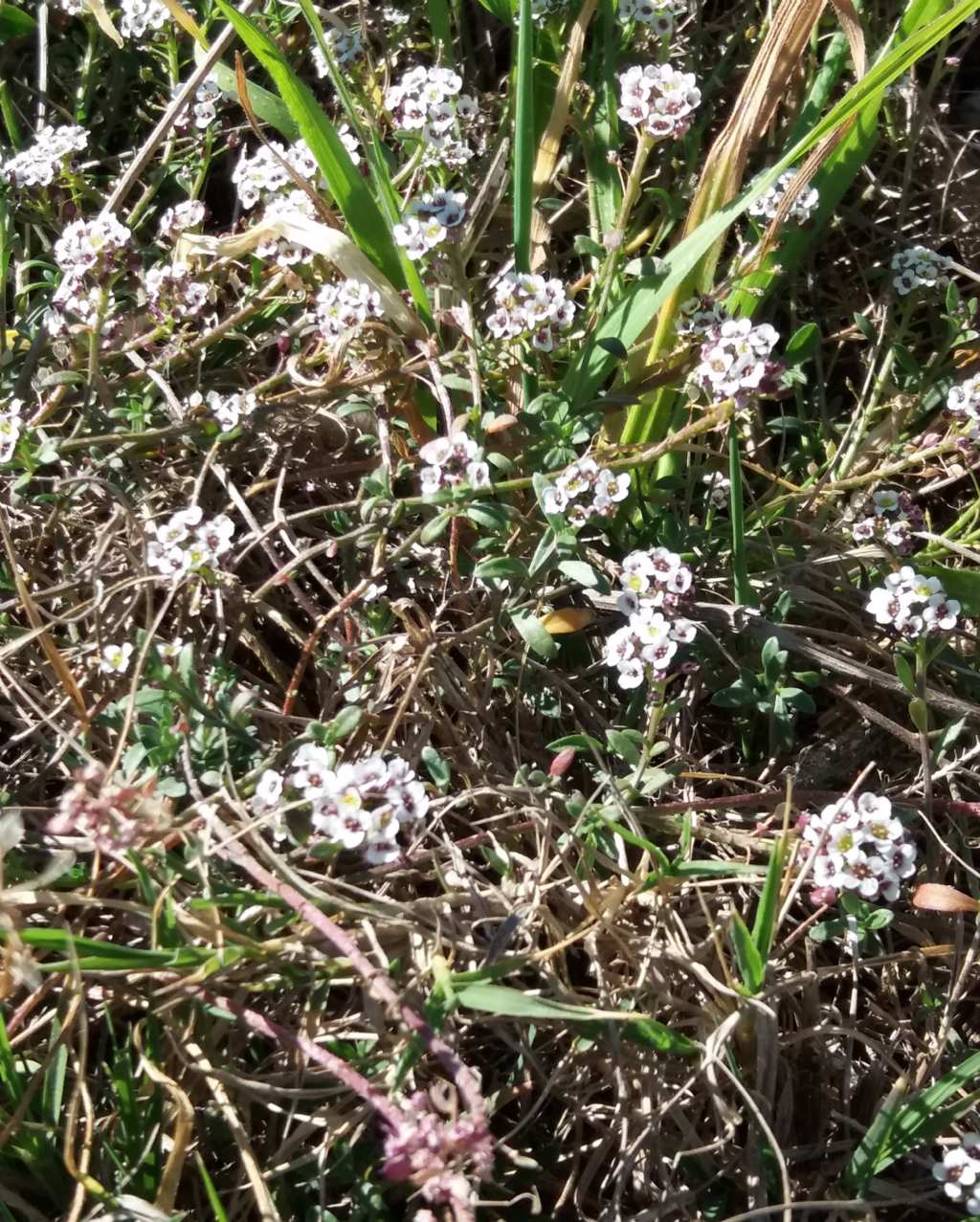 Costa nord Sardegna - Lobularia maritima