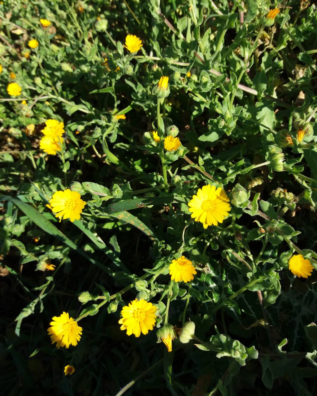 Costa nord Sardegnab - Calendula arvensis