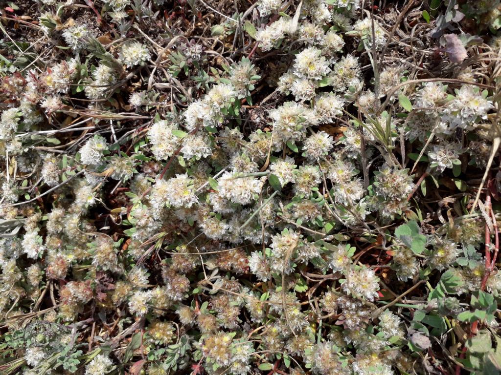 Sardegna del nord costa -Paronychia argentea (Caryophyllaceae)