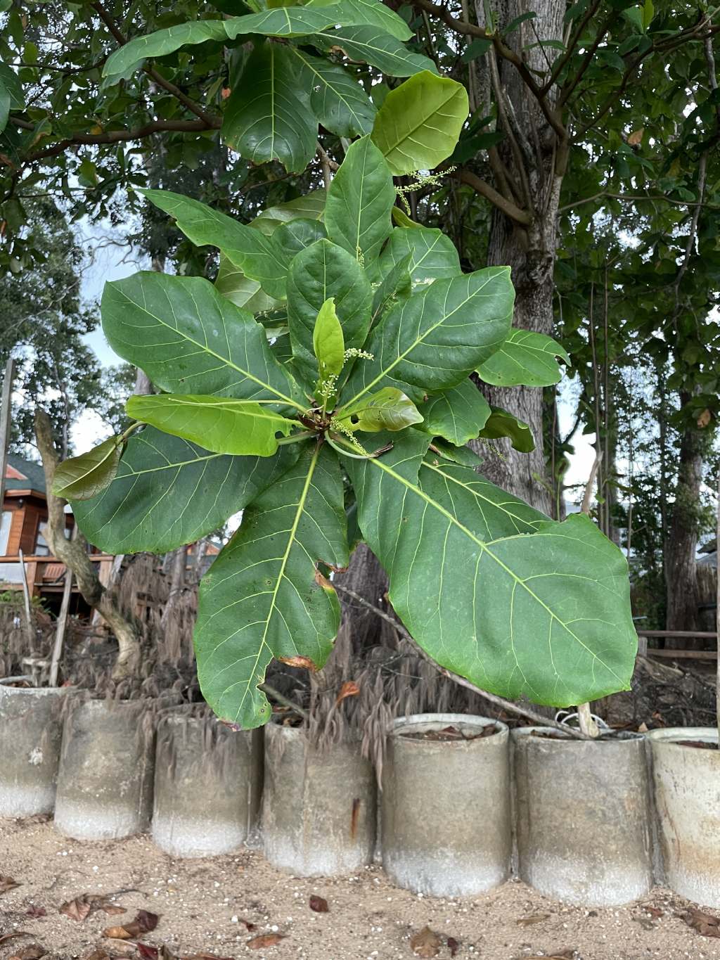 Ficus? Thailandia, coste di Krabi