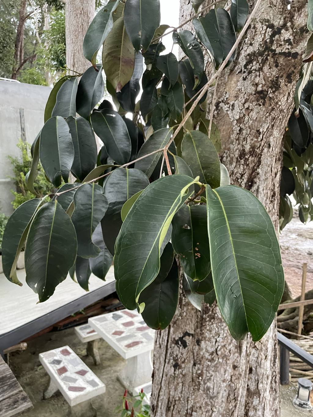 Seconda pianta , ficus?